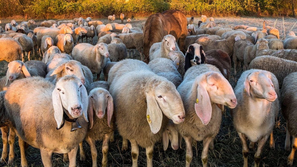 Austrálie má příliš mnoho ovcí, farmáři je i rozdávají zdarma